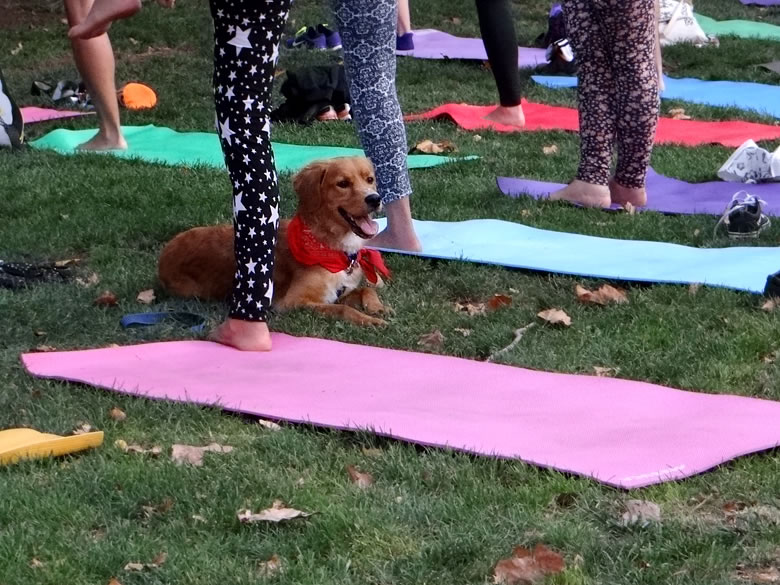 yogaitineranteForestalamosantiago2