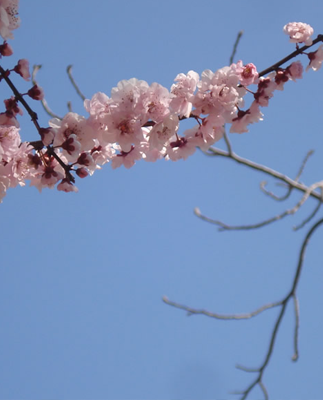 Concurso: #Amolaprimavera en #AmoSantiago