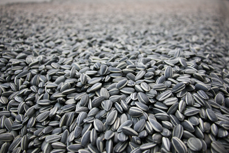 Ai Weiwei y sus 15 toneladas de semillas de girasol - AmoSantiago