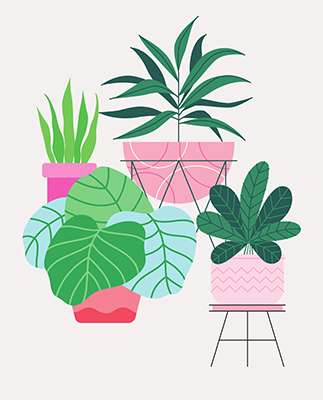 Amor botánico: Mi primera planta de interior