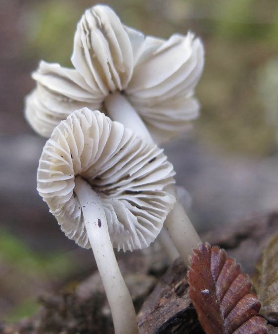 Cinco panoramas para los amantes del mundo fungi